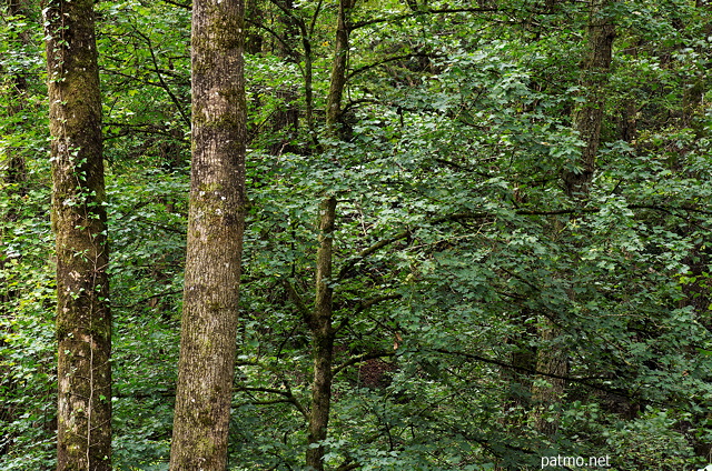 Image de troncs et de feuillages dans la forêt de Haute Savoie