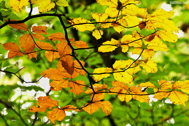 Photo des premières feuilles d'automne dans les forêts de Haute Savoie