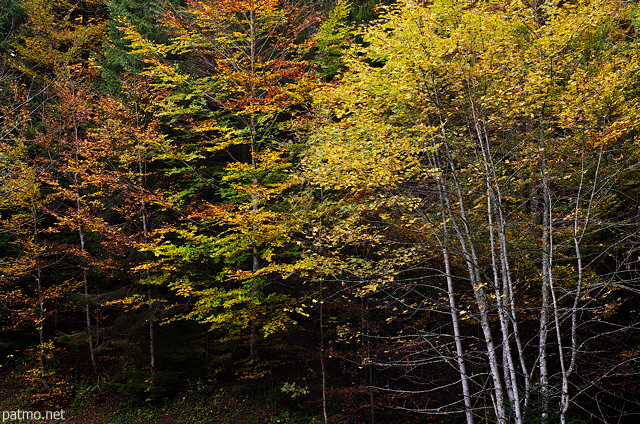 Image of autumn foliage in mountain forest