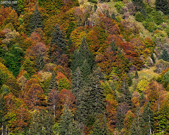 Photo des couleurs d'automne sur la fort du Parmelan en Haute Savoie