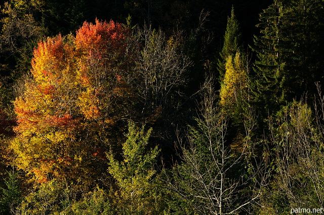 Photographie des couleurs d'automne dans la fort en moyenne montagne