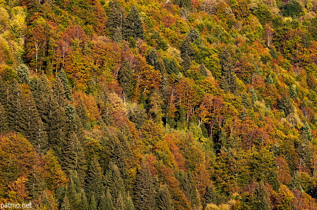 Image d'une fort de montagne avec ses couleurs d'automne en Haute Savoie