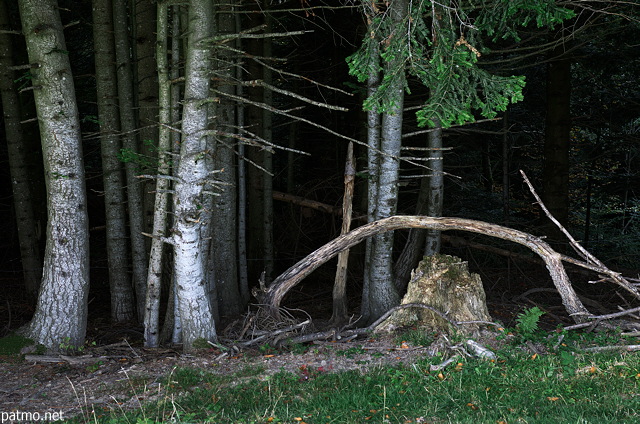Image d'une lisière de forêt éclairée par les dernières lueurs du jour