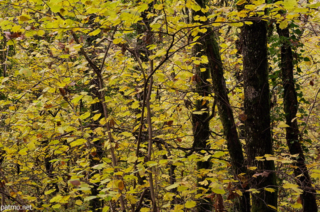 Photographie du feuillage d'automne dans les sous bois