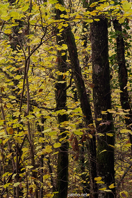 Photo d'un détail d'un sous bois d'automne