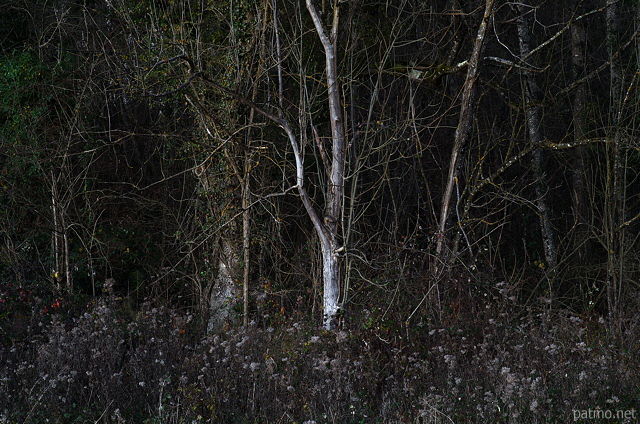 Image of the forest edge under the very last autumn light