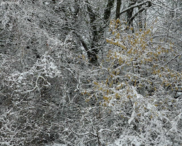 Photographie d'une bordure de forêt en hiver