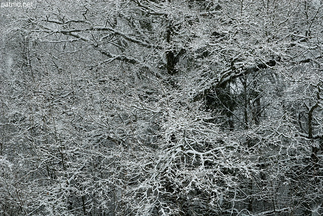 Image d'arbres enneigés à l'orée de la forêt en Haute Savoie