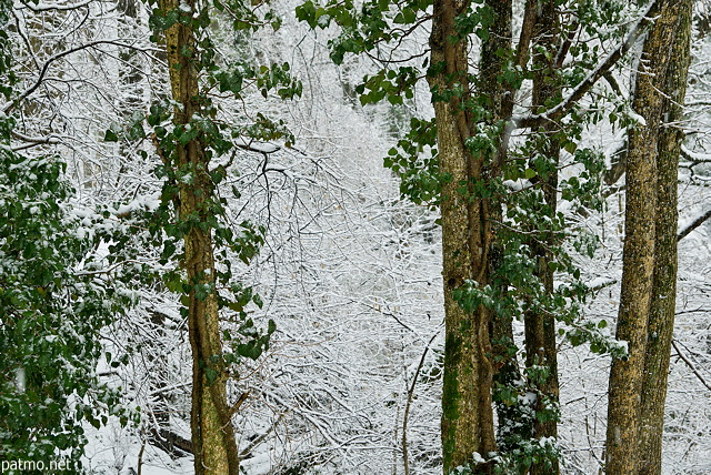 Image d'arbres épargnés par la neige