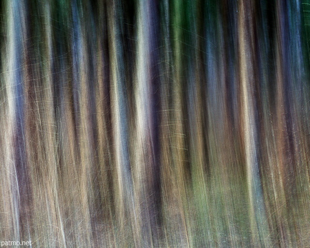 Image de filé d'arbres en forêt