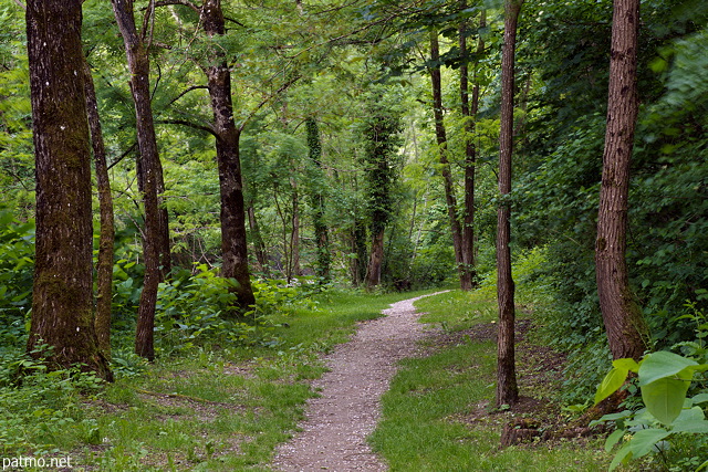 Picture of a little path in springtime forest along Usses river in Frangy