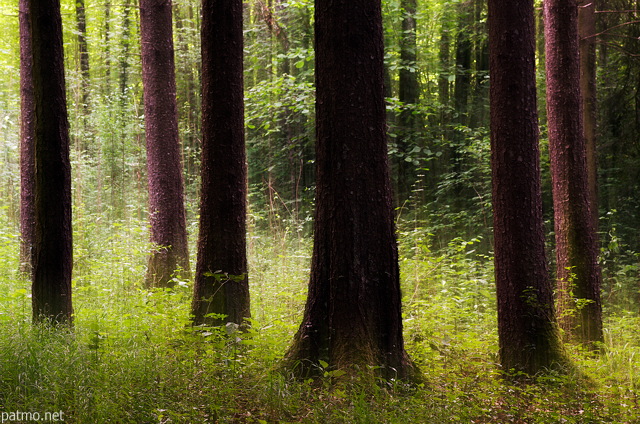 Image de forêt au printemps avec léger effet de filé