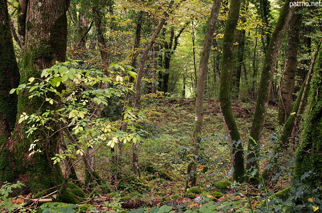 Picture of the autumn underwood on Vuache mountain