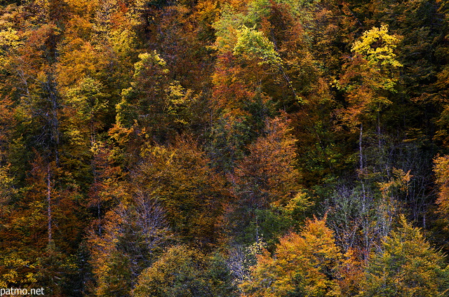 Image des couleurs de l'automne