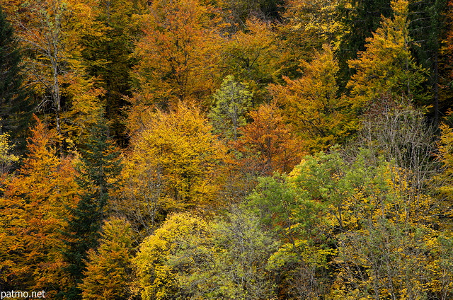 Photographie des couleurs d'automne sur les feuillus de la forêt de Bellevaux en Haute Savoie