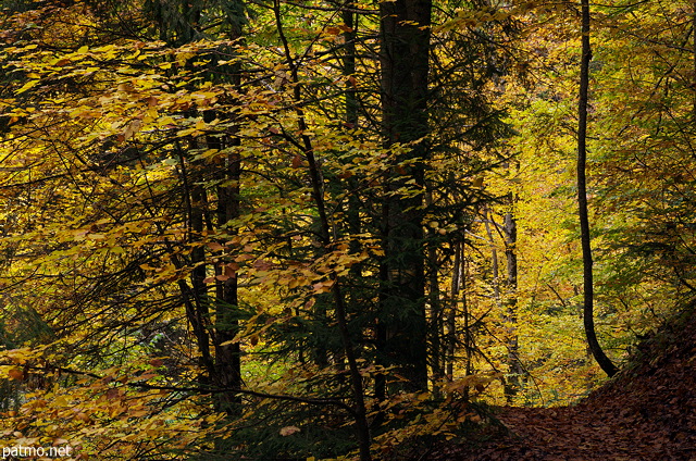 Photographie d'un sentier à travers la forêt d'automne en Haute Savoie