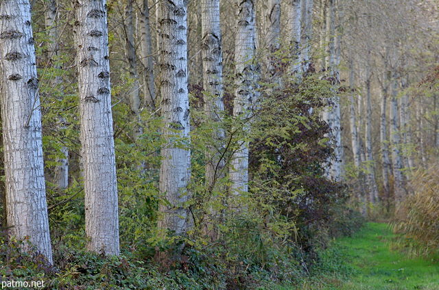 Image of poplar trees in the french forest, Chautagne area