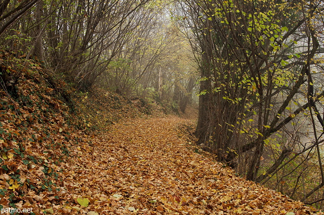 Photograph of autumn mist and colorful leaves on a little path