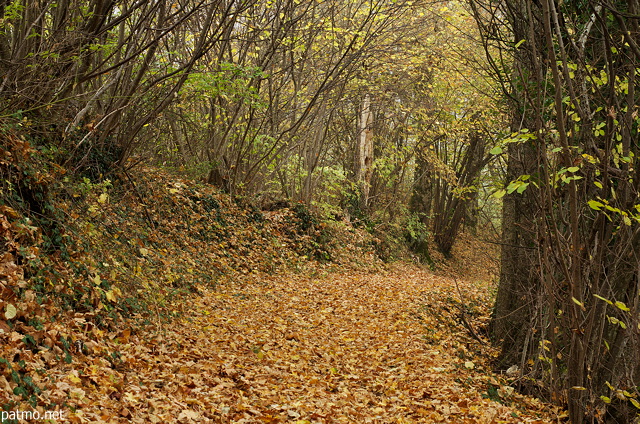 Photo of an autumn path