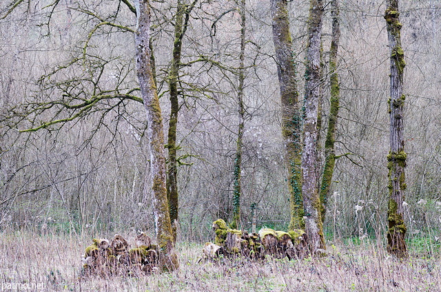Image des prémices du printemps dans la forêt au bord des Usses