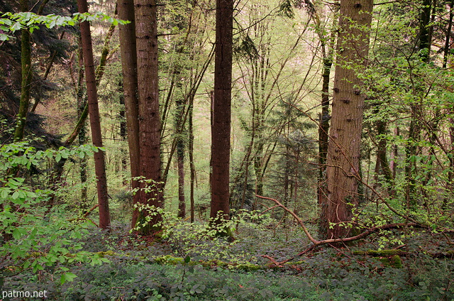 Photo of springtime in Massif des Bauges forest near Hery sur Alby