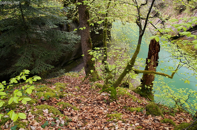 Image of the springtime forest overhanging Cheran river in Massif des Bauges Natural Park