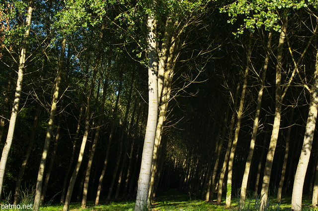 Photo d'une forêt de peupliers en Chautagne