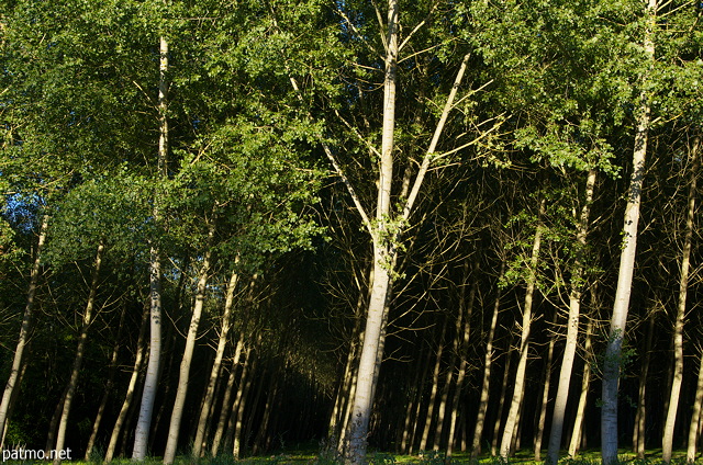 Photo d'une forêt de peupliers entre ombre et lumière
