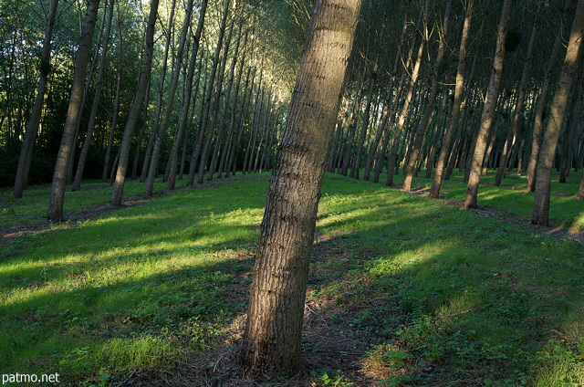 Image d'une plantation de peupliers dans la forêt domaniale de Chautagne
