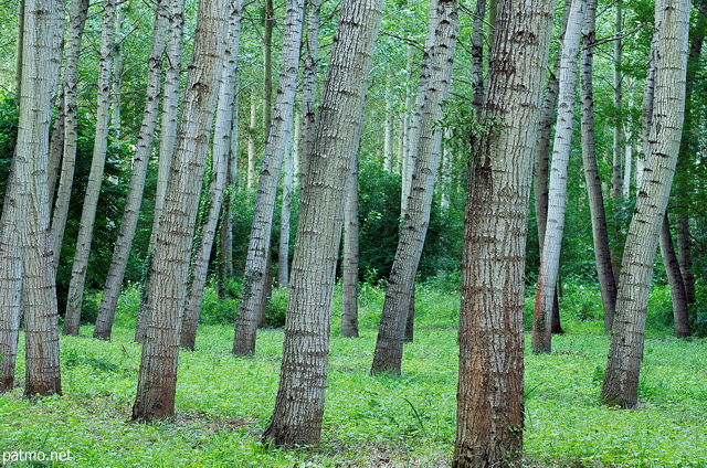 Image of poplars trees in Chautagne state forest