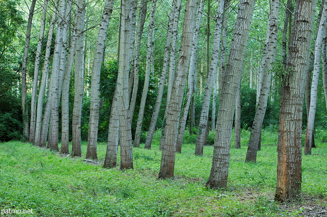 Photograph of the rows of poplars trees in Chautagne forest