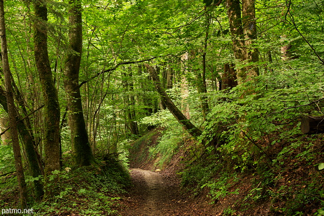 Image d'un chemin à travers la forêt verdoyante près de Chilly en Haute Savoie