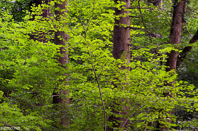 Image of green beech leaves surrounding coniferous trunks