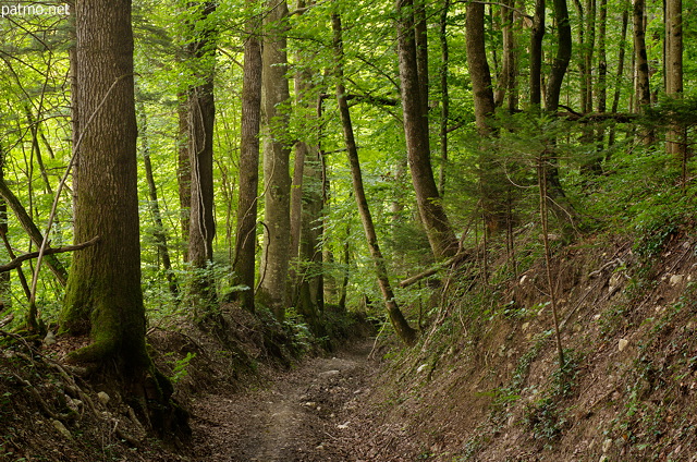 Photographie d'un chemin en sous bois dans la forêt de Chilly en Haute Savoie