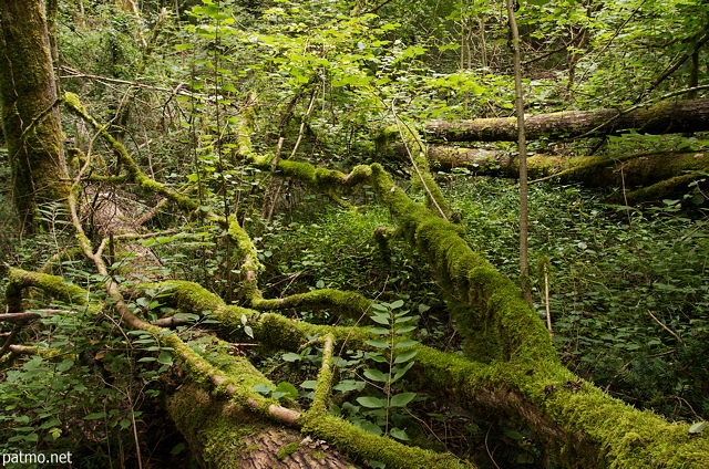 Photo d'arbres tombés au sol et recouverts de mousse dans la forêt de Chilly