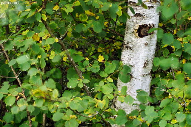Image of a white birch surrounded by green foliage