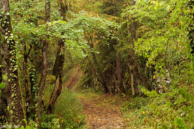 Image of a little path in a colorful woodland