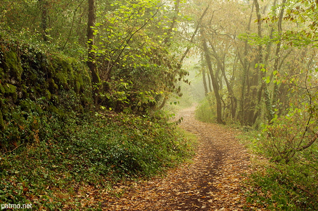 Image de la forêt en fin d'été avec des couleurs chaudes et une légère brume matinale