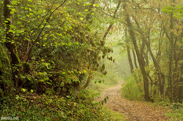Photograph of warm colors and soft haze in the forest at the end of summer