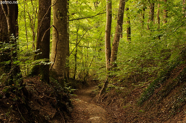 Photo d'un chemin dans la forêt d'automone à Chilly en Haute Savoie