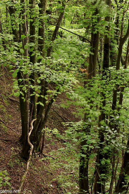 Photo de la forêt de Musièges au printemps