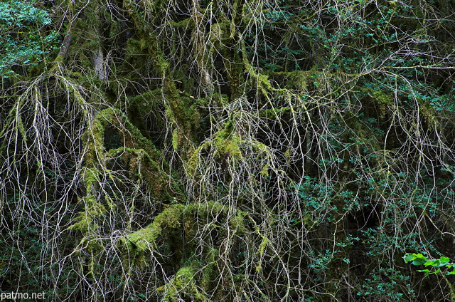 Image de branches fines et desséchées accrochées à une falaise