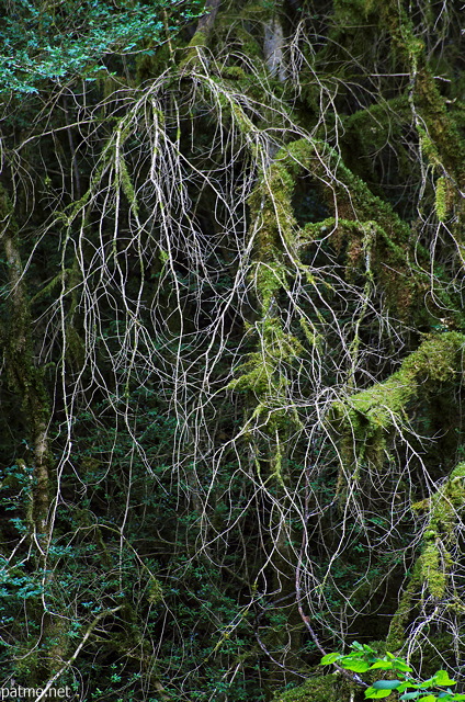Image of thin dead branches hanging from a cliff