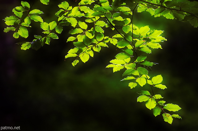 Photo of backlit foliage