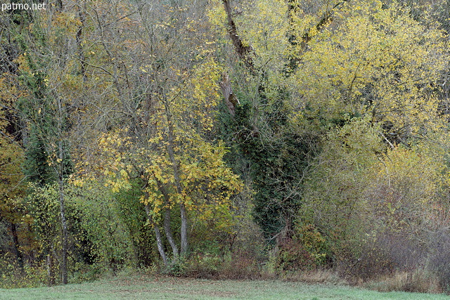 Photo d'arbres aux couleurs d'automne à l'orée de la forêt près de Minzier