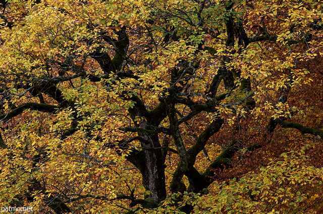 Oak foliage and branches in autumn