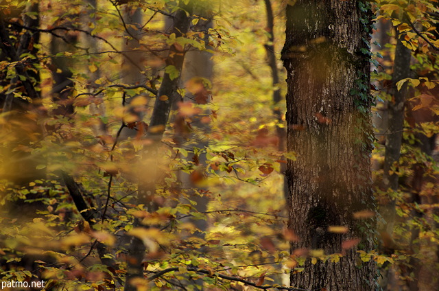 Photo d'une forêt d'automne réalisée à travers les feuilles