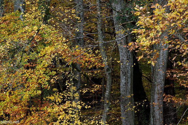 Photographie de l'ambiance colorée de l'automne au bord de la forêt de Marlioz