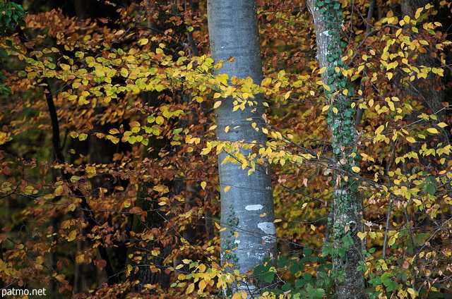 Autumn foliage in Marlioz forest