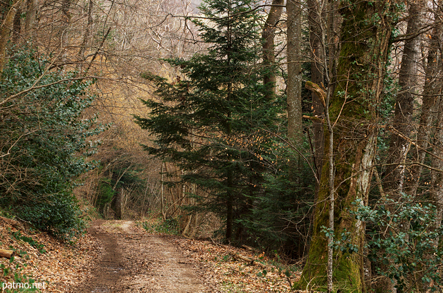 Photo of a beautiful path through Savigny's forest